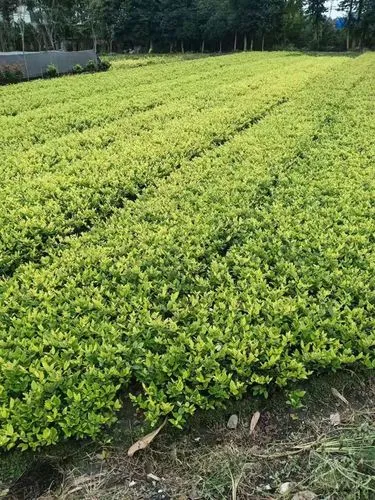 网球拍大小如何看磅数